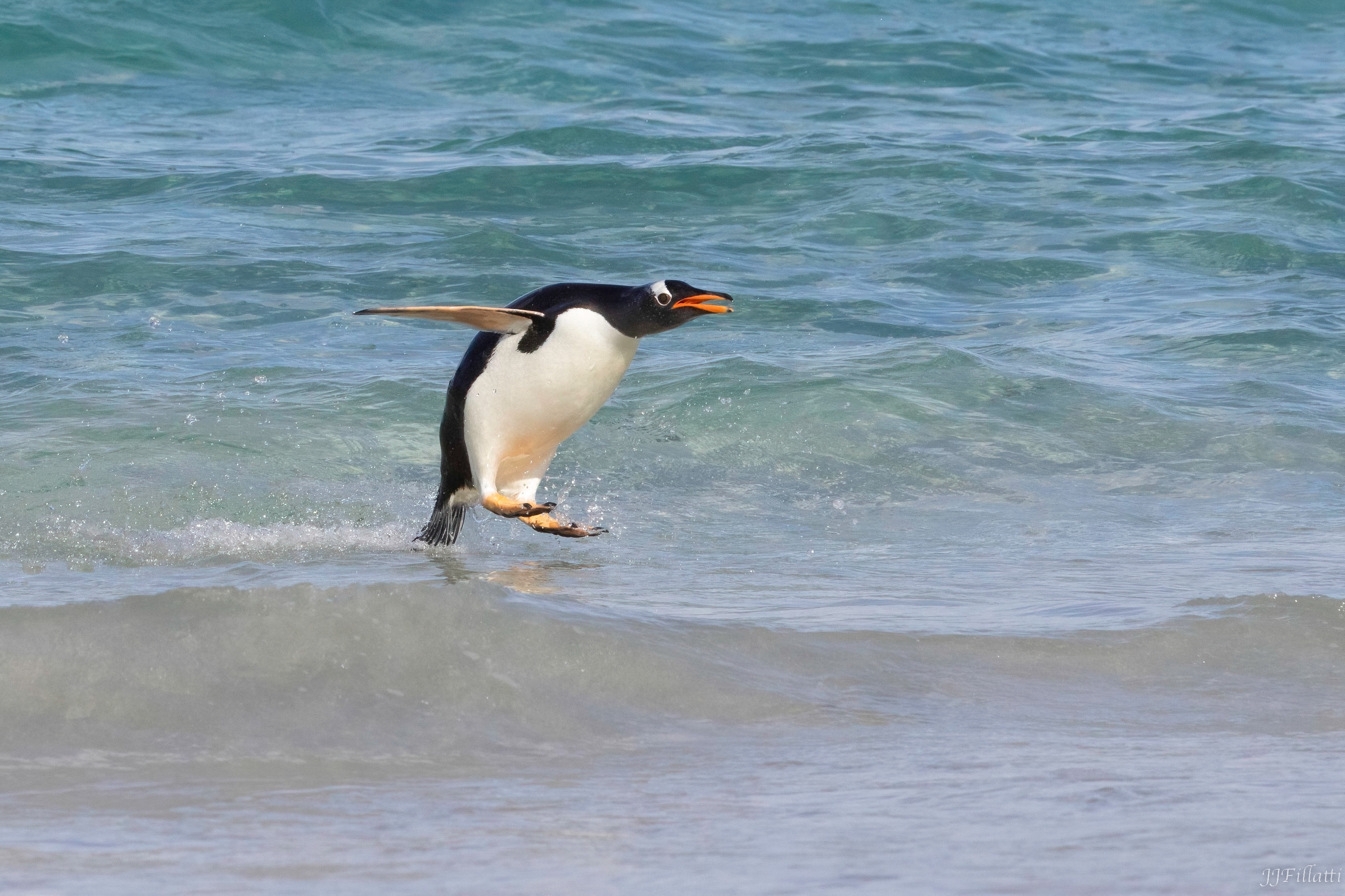 bird of the falklands image 28